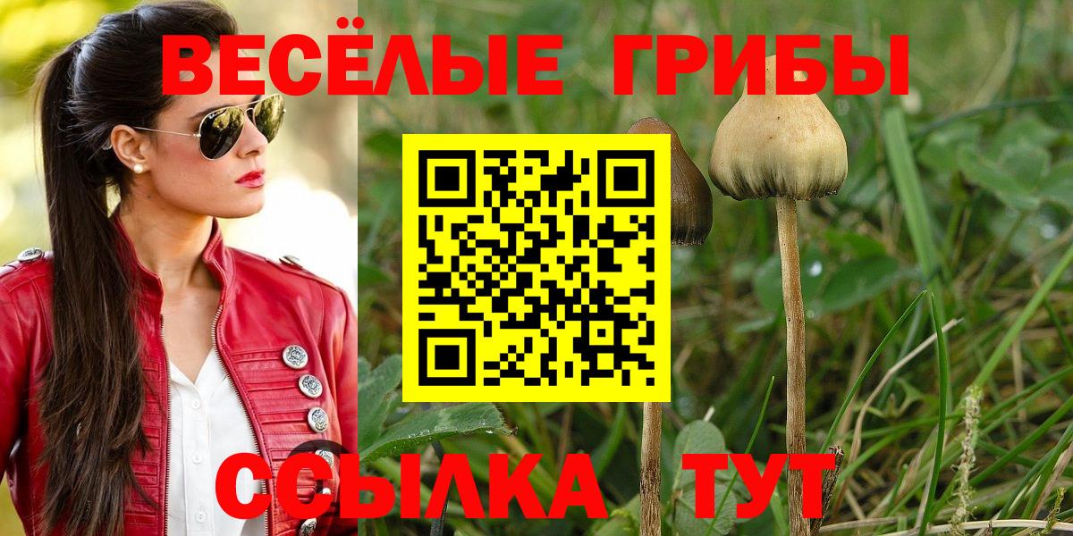 Псилоцибиновые грибы Psilocybe Минеральные Воды
